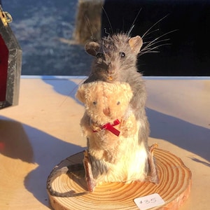 Do it yourself Rat Taxidermy kit with real rat skin