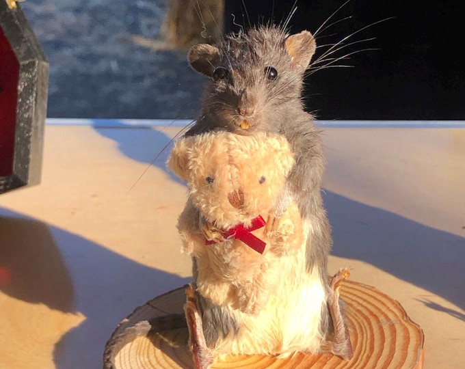 Do it yourself Rat Taxidermy kit with real rat skin