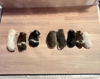 Mouse skins for do it yourself taxidermy