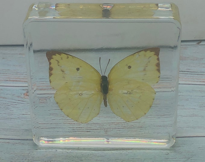 Acrylic resin encased Butterfly Catopsilia Pomona