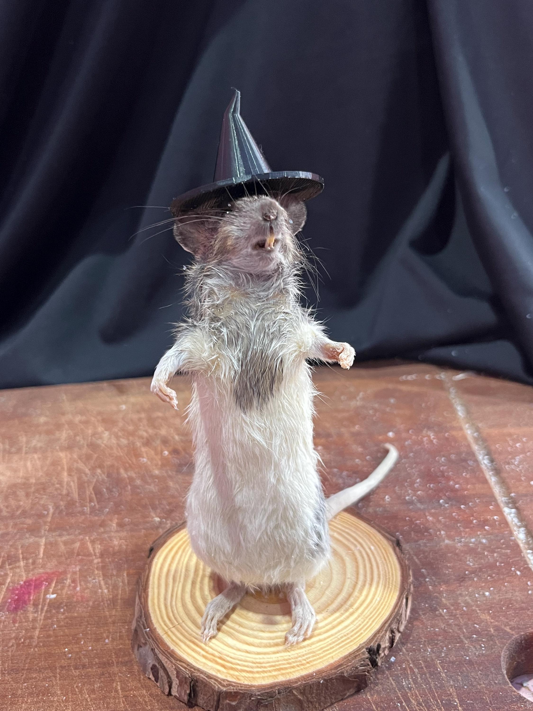 Wizard Witch Rat Hat , Hat for Taxidermy Rat - Etsy