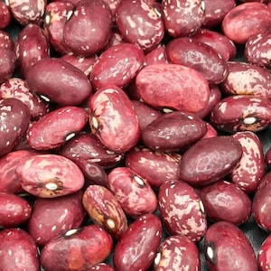 Whipple Heirloom Drying Bean