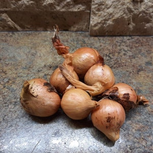 Yellow Potato Onions