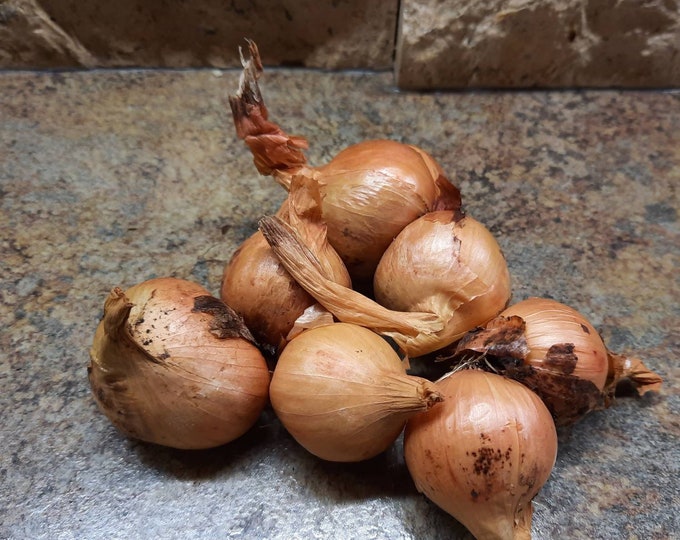Yellow Potato Onions Etsy