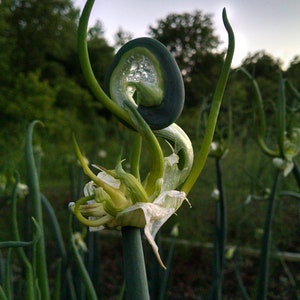Heirloom Egyptian Walking Onions - Top Sets and Mother Bulbs