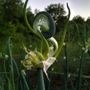 Heirloom Egyptian Walking Onions - Top Set Bulbils and Mother Bulbs