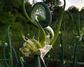 Heirloom Egyptian Walking Onions - Top Set Bulbils and Mother Bulbs