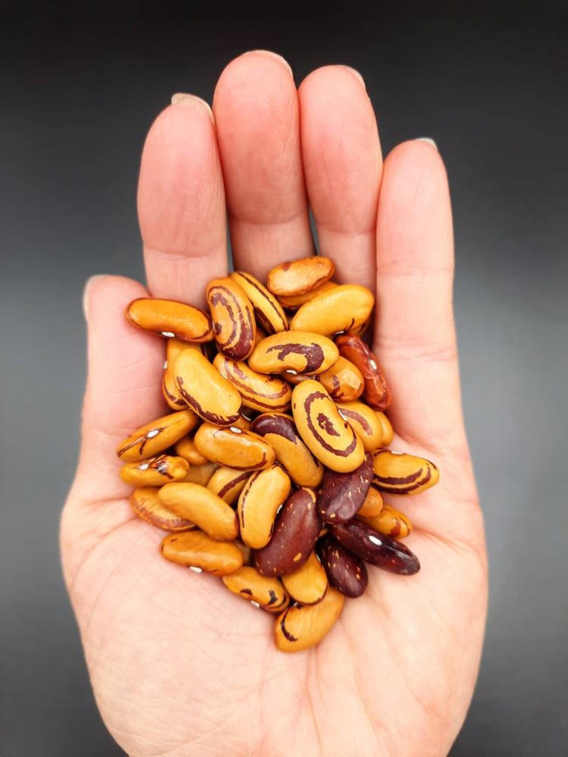 Tigers Eye Heirloom Drying Beans Etsy