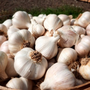Music Hardneck Garlic 1.75"