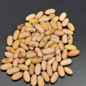 Arikara Heirloom Drying Beans