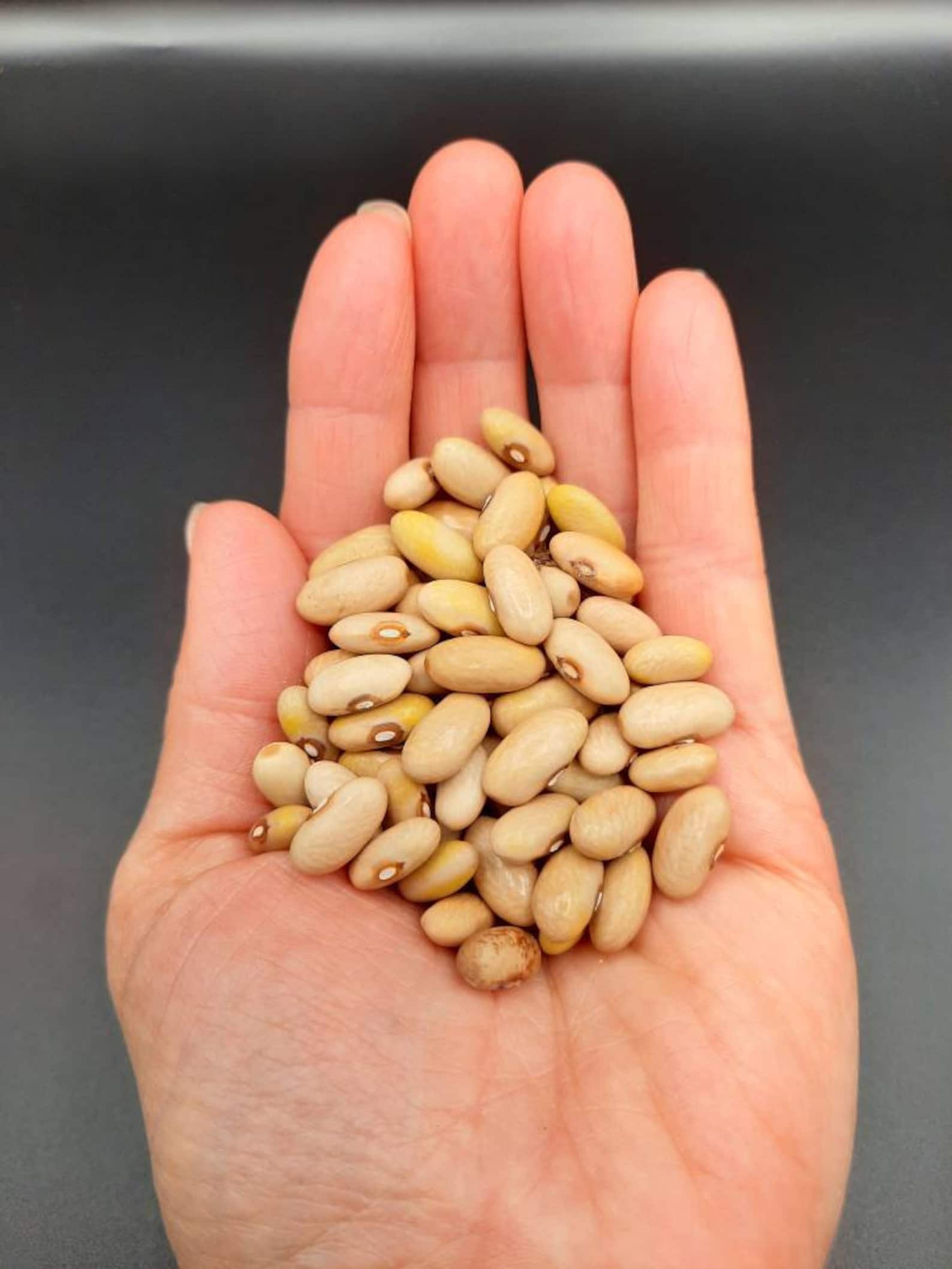 Buy Arikara Heirloom Drying Beans Online in India - Etsy