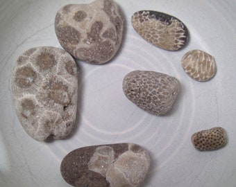 Collection of 7 Natural Raw Petoskey Charlevoix Stones Unpolished Petoskey Minis Lake Michigan Fossilized Coral