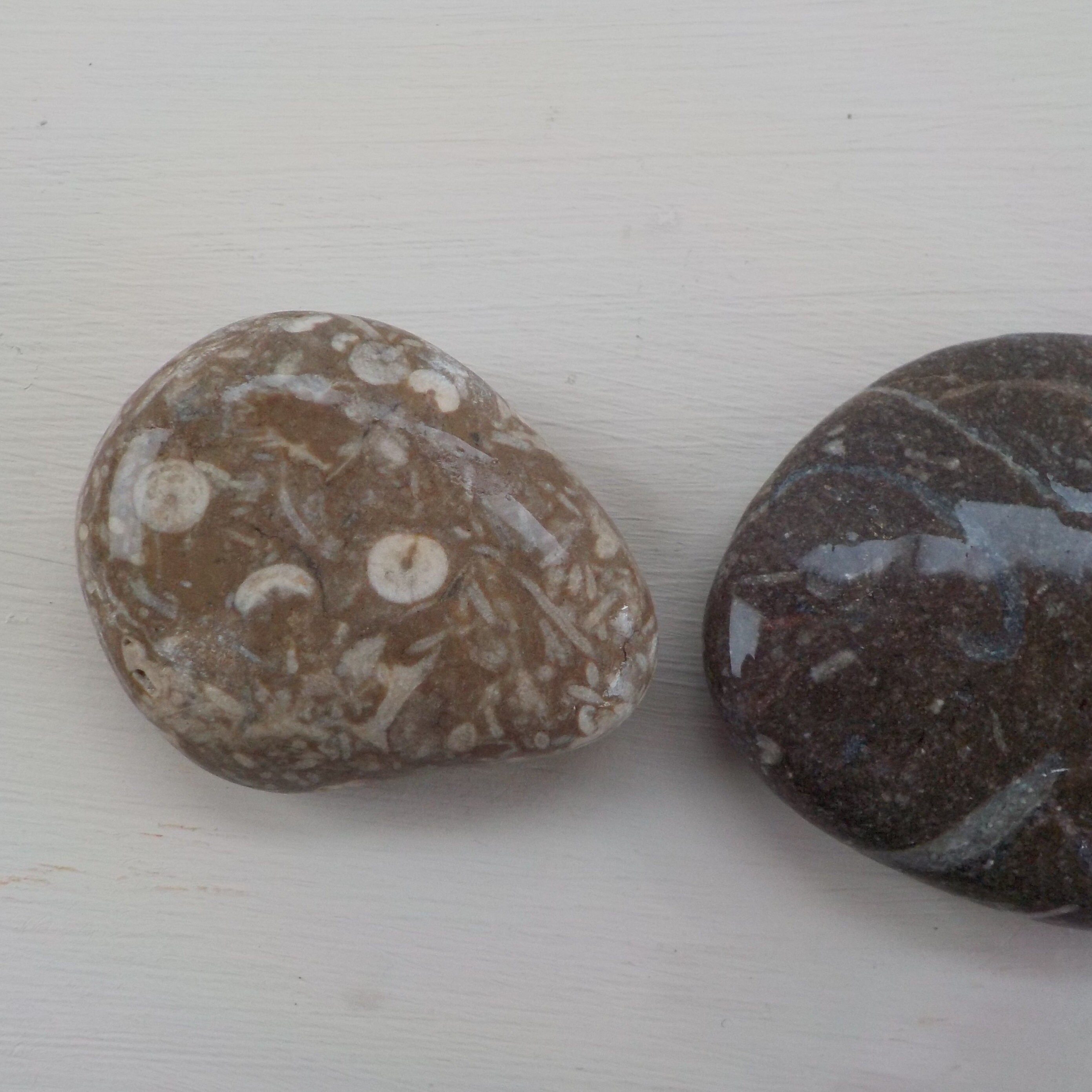 Fossilized Rock Specimens Four Natural Found Fossilized Rocks - Etsy