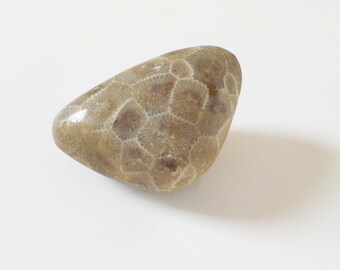 Fossilized Rock Petoskey Stone Fossilized Rock Coral