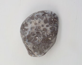Natural Raw Fossilized Rock Petoskey Stone Unpolished Large Petoskey Stone with Crinoids Lake Michigan Fossilized Rock Coral