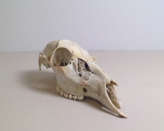 Real Mammal Skull Natural Found Deer Skull
