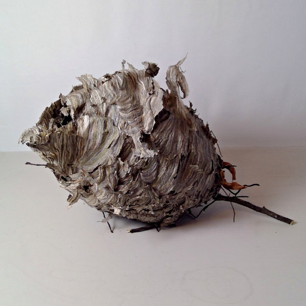 Remains of Natural Paper Wasp Nest Taxidermy Craft Supply Prop Dried Used Wasp Nest Specimen As Found