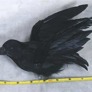 May include: A black feathered raven with outstretched wings. The raven's beak is visible, and a yellow measuring tape is placed near the bird. The raven appears to be approximately 8 inches long.