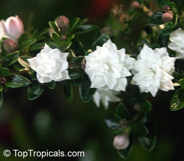 How To Get A Snowrose To Bloom
