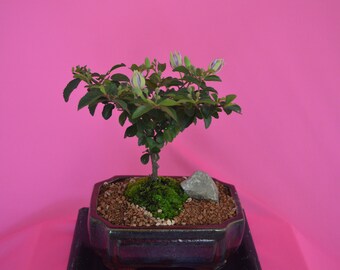 Indoor bonsai, Grewia, flowers, 5 years old, broom style, free watering tray.