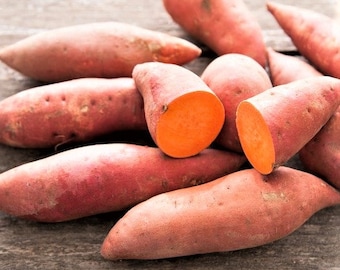 6 Sweet potato slips  schedule now organic orange sweet potatoes