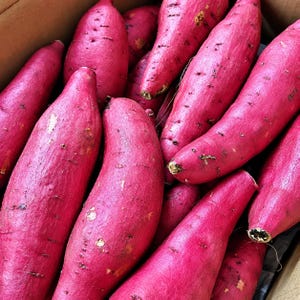 6 Japanese Sweet Potato Slips: Purple Skin, White Flesh