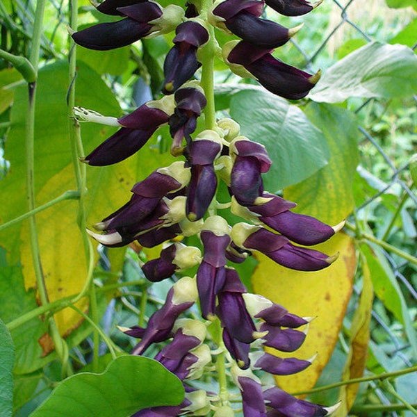 16 Velvet bean seeds Organically grown in pure compost and wood ash non Gmo Itchless Mucuna pruriens itchless cultivar seeds