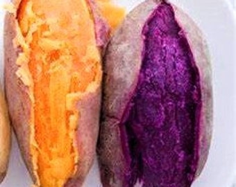 6 Sweet potato slips, 3 purple, 3 orange labeled for you