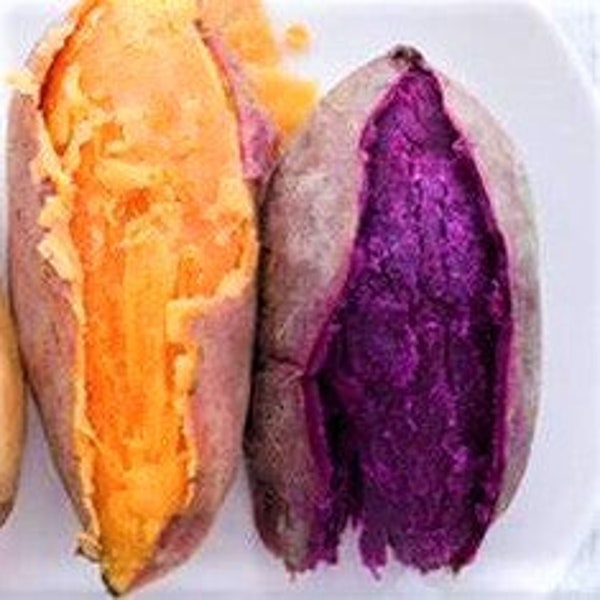 6 Sweet potato slips, 3 purple, 3 orange labeled for you