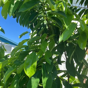 Soursop picked + shipped same day i ship fresh for tea organically grown Graviola Guanabana  this is a lot of tea 115 leaves