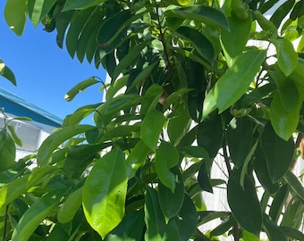 Puede incluir: Un árbol verde exuberante con hojas densas, brillantes y de forma ovalada. El follaje muestra varios tonos de verde vibrante, que van desde el verde lima claro hasta tonos de bosque profundo, con luz solar resaltando la textura.