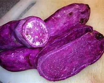 5 sweet potato slips schedule now organic Purple frakes