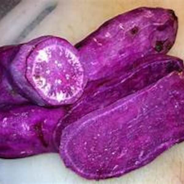 12 sweet potato slips organic Purple frakes and Japanese purple too