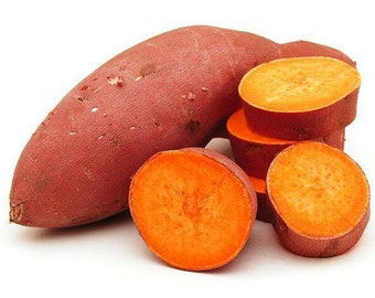 5 short season sweet potato slips red naturals red skin orange inside organic