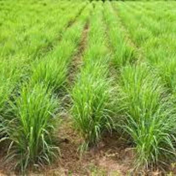 4 live growing lemongrass plants Organically grown shipped in peat moss
