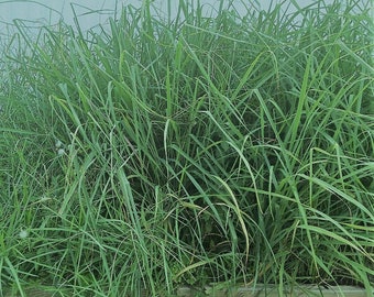 7 citronella grass plants the real thing rooted shipped in sterile peat moss