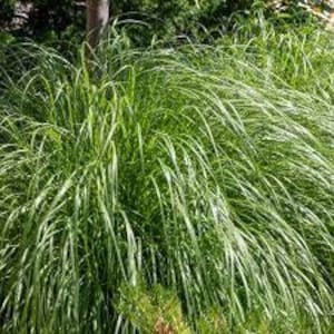 8 live growing lemongrass plants Organically grown shipped in sterile peat moss