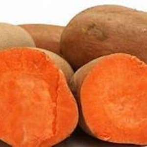 7 short season Beauregard Sweet potato Slips bright orange sweet flavor