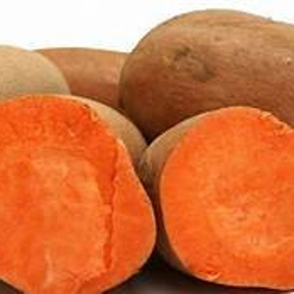 5 short season organic Beauregard Sweet potato Slips bright orange sweet flavor organiclly grown