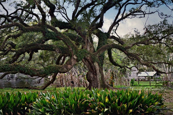 Items Similar To Louisiana Live Oak Destrehan Plantation