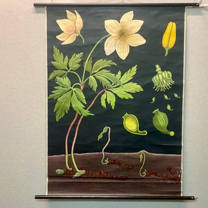 Vintage wandkaart Anemoon, Jung, Koch & Quentell voor Hagemann, lesbord biologie plantkunde bloemen oude school wandkaart houtanemoon
