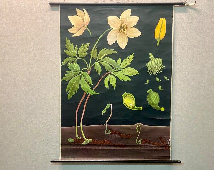 Vintage wall chart Anemone, Jung, Koch & Quentell for Hagemann, teaching chart biology botany flowers old school wall chart wood anemone