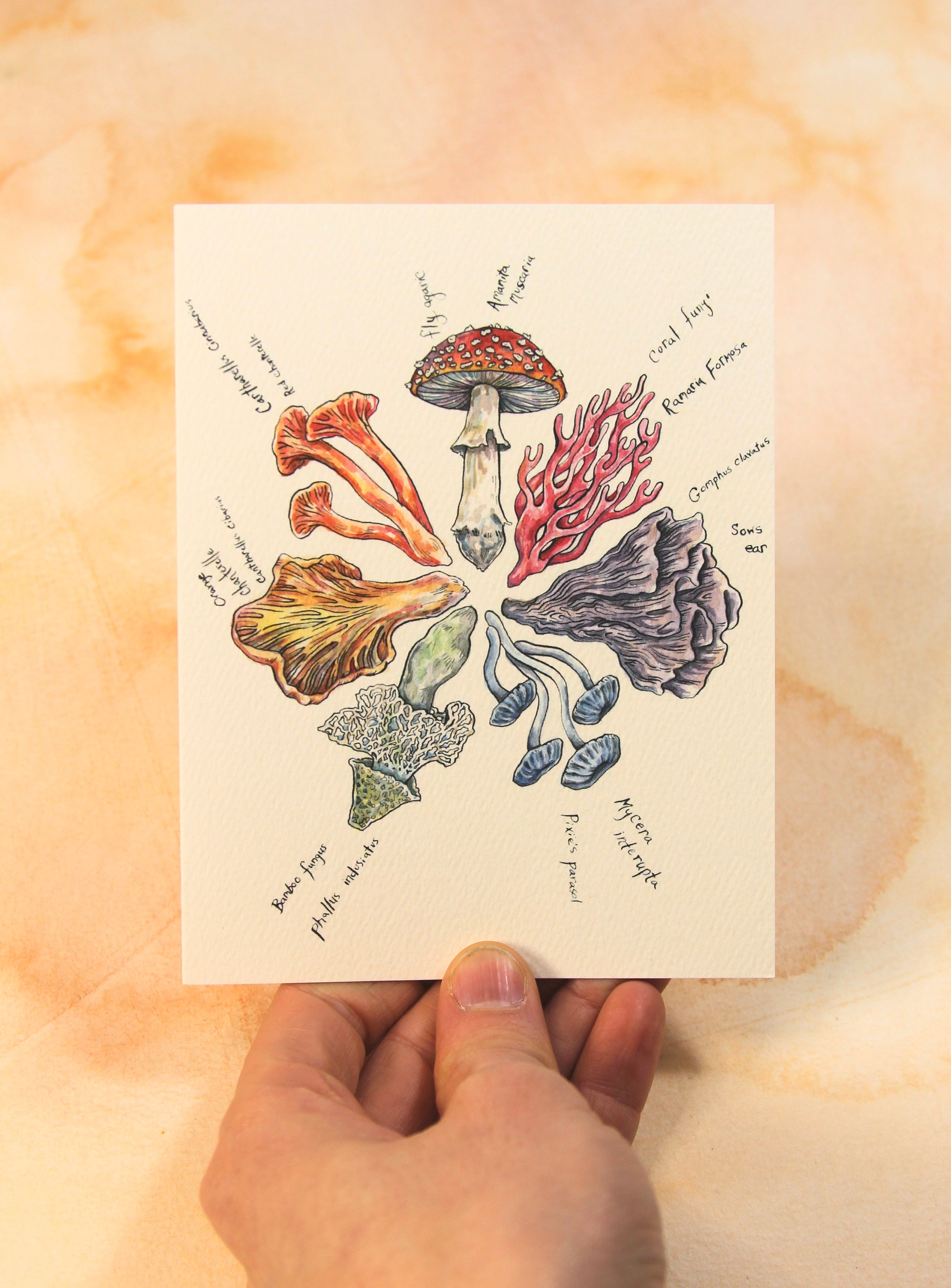 Mushroom Color Wheel Card - Etsy