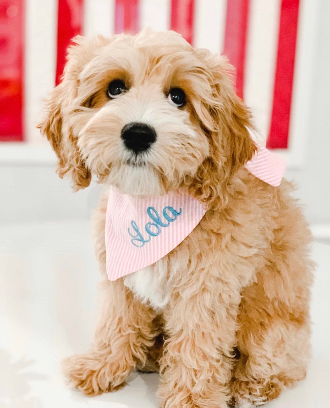 Embroidered Dog Bandana | Custom Personalized Puppy Gift for Dog Moms…