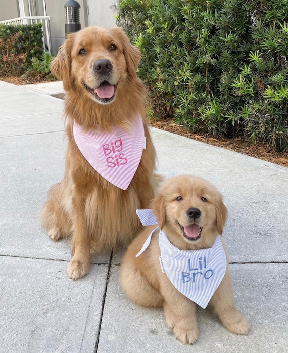 monogrammed dog bandana