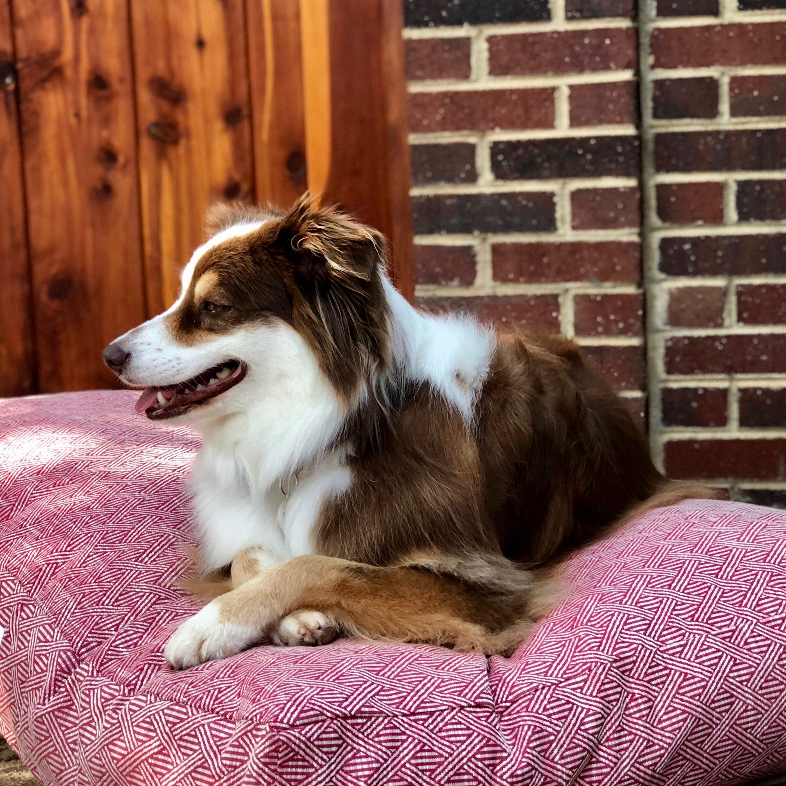 Personalized Dog Bed Large Dog Pillow Washable Lattice Pet Etsy