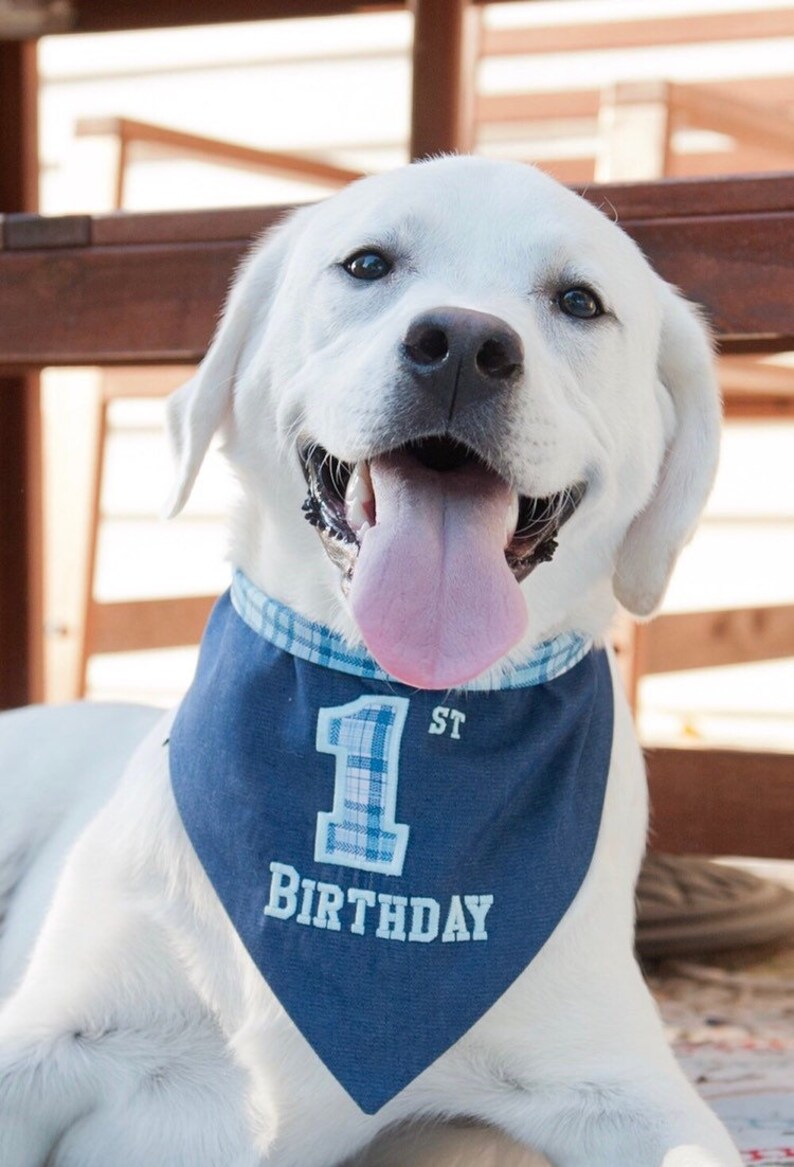 denim dog bandana