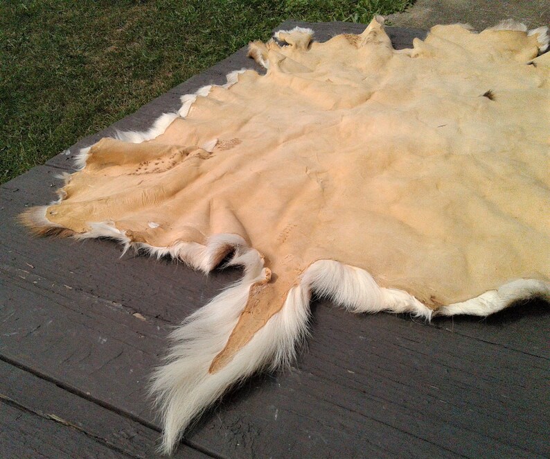 Vintage White Tail Pie Bald Deer Hide Tanned Etsy