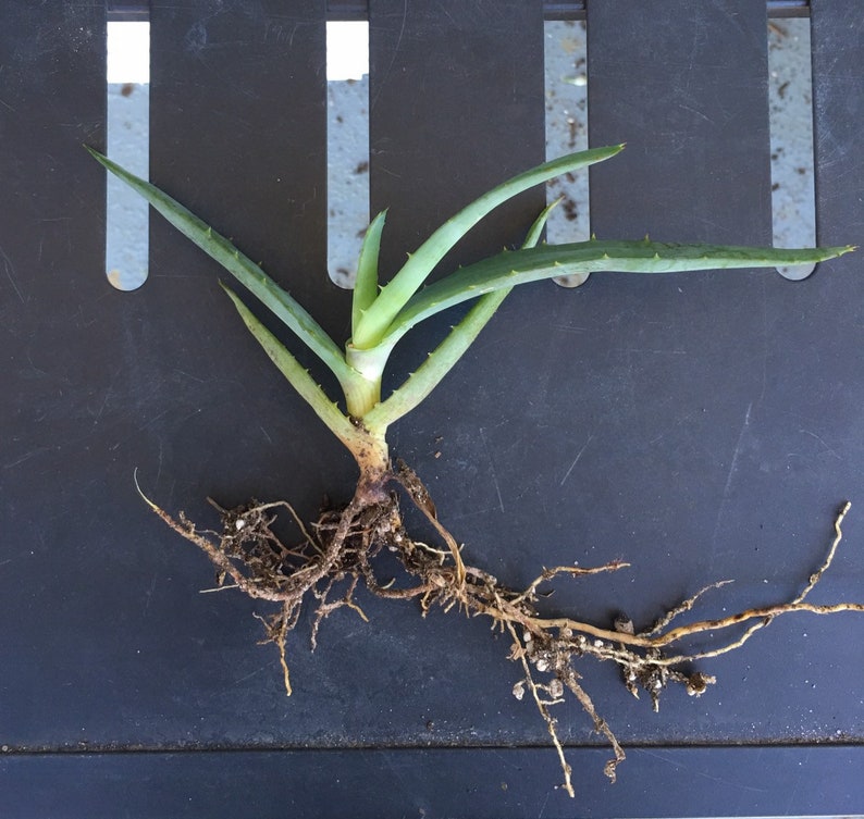 Succulent plant with roots!