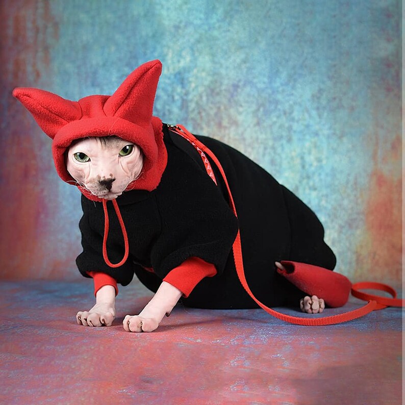 Hairless Cat In Costume At Michelle Reis Blog